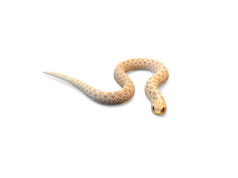 HOGNOSE ALBINO ARCTIC SUBADULT