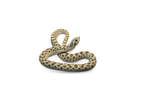 HOGNOSE ARCTIC WATERMELON SUBADULT