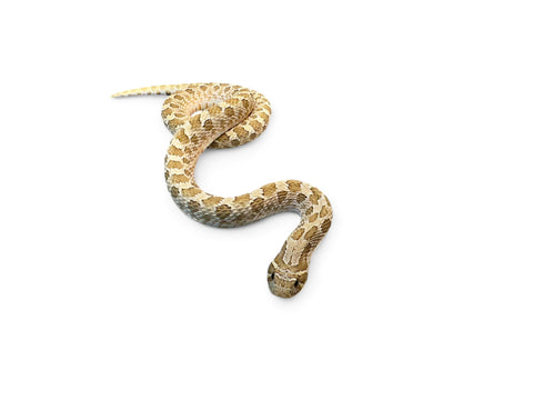 HOGNOSE WATERMELON TOFFEE SUBADULT