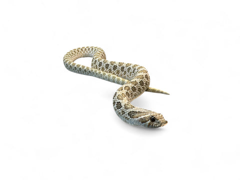 HOGNOSE ARCTIC SUBADULT