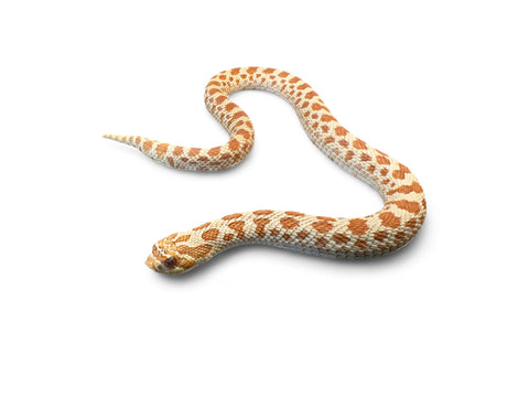 HOGNOSE, ALBINO SUBADULT