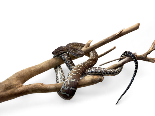 CARPET PYTHON, BREDL’S HET G-STRIPE