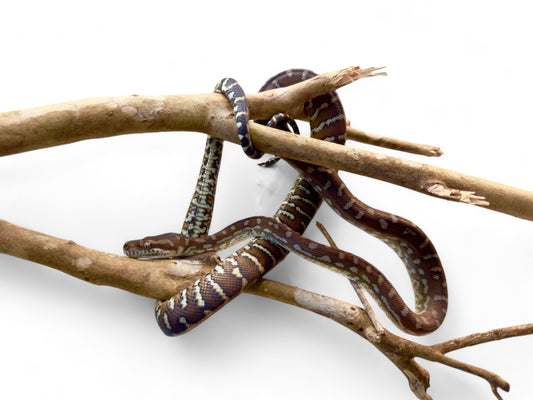 CARPET PYTHON, BREDL’S HET G-STRIPE