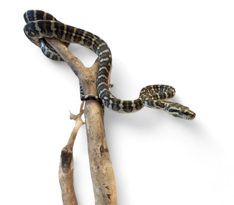 CARPET PYTHON, JUNGLE CROSS JUVENILE