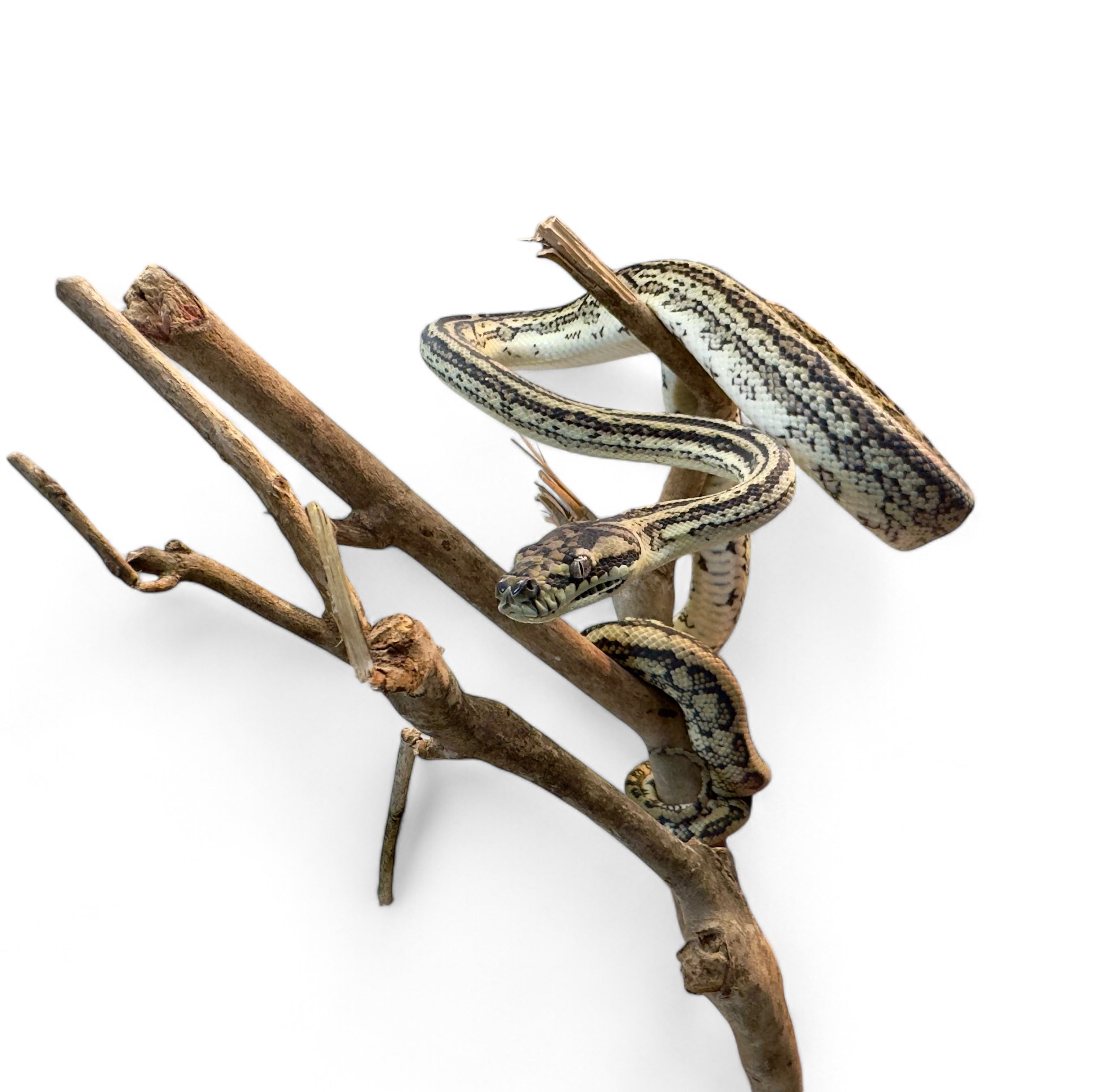CARPET PYTHON, HYPO 100% HET ALBINO – Port Credit Pets