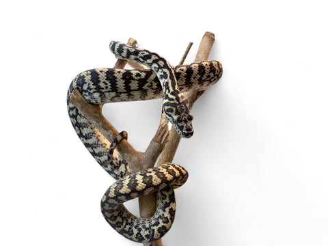 CARPET PYTHON, ZEBRA