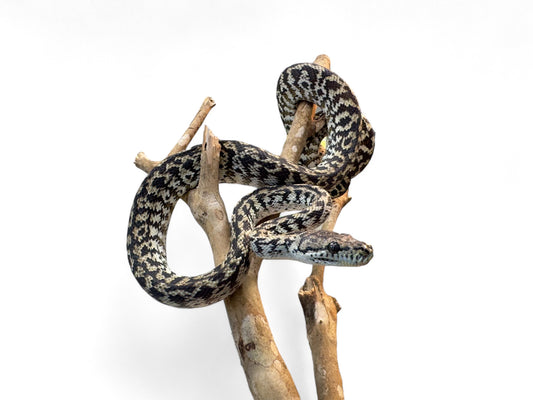 CARPET PYTHON, ZEBRA 100% HET ALBINO