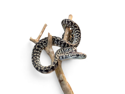 CARPET PYTHON, ZEBRA 100% HET ALBINO