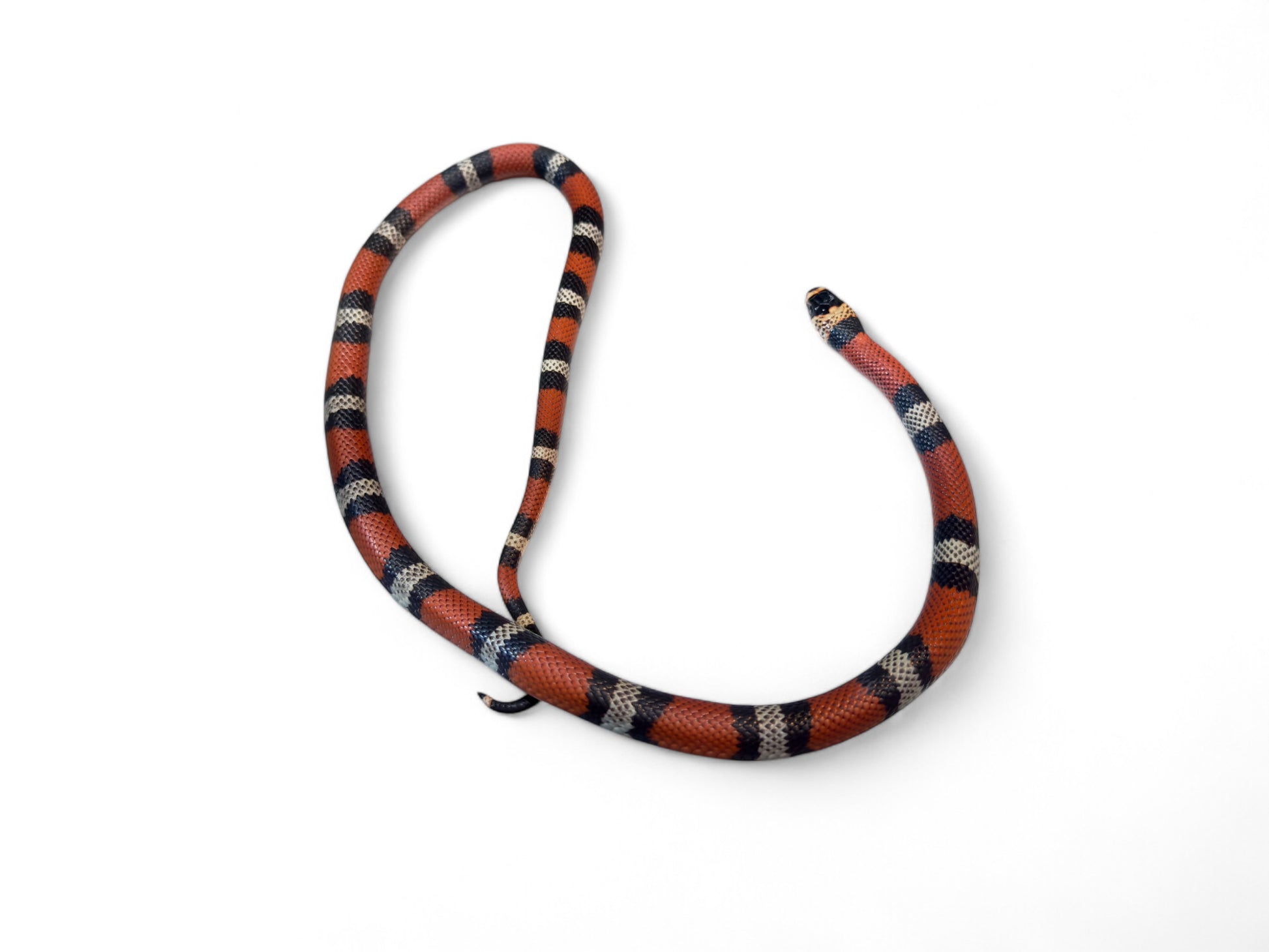 MILK SNAKE, HONDURAN SUBADULT – Port Credit Pets