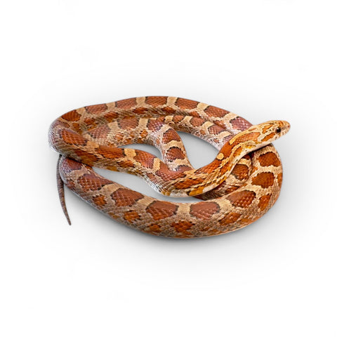 CORN SNAKE, NORMAL SUBADULT