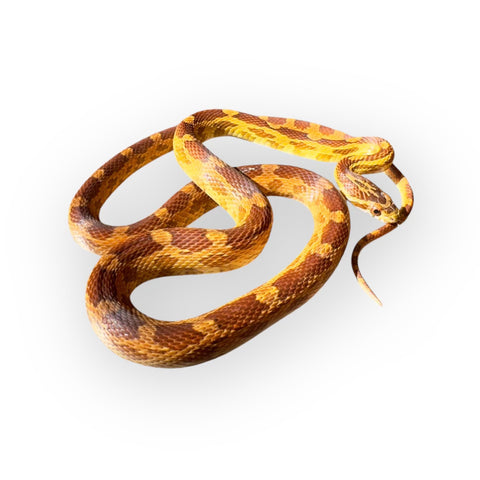 CORN SNAKE, NORMAL SUBADULT