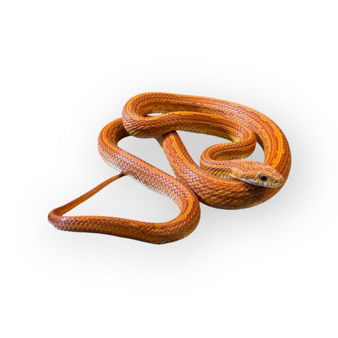 CORN SNAKE, TESSERA SUBADULT