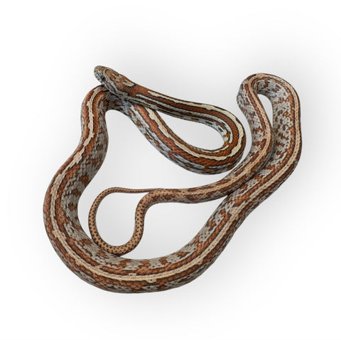 CORN SNAKE, LAVA TESSERA  SUBADULT