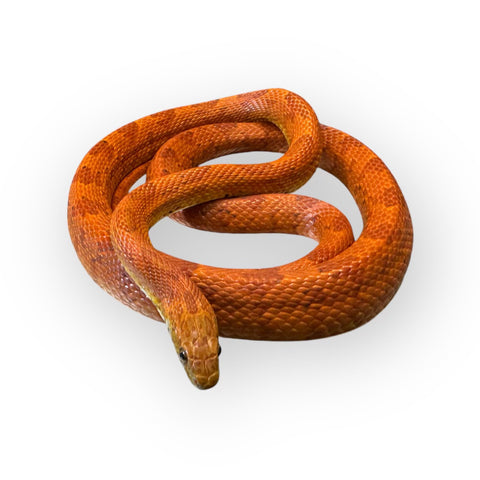 CORN SNAKE, SUNKISSED SUBADULT