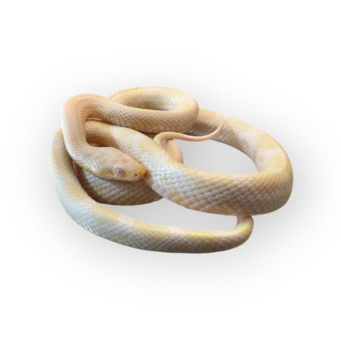 CORN SNAKE, SNOW SUBADULT