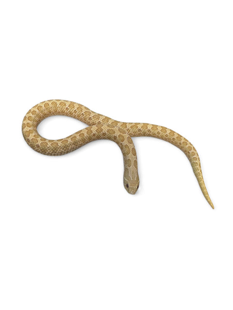 HOGNOSE, ALBINO