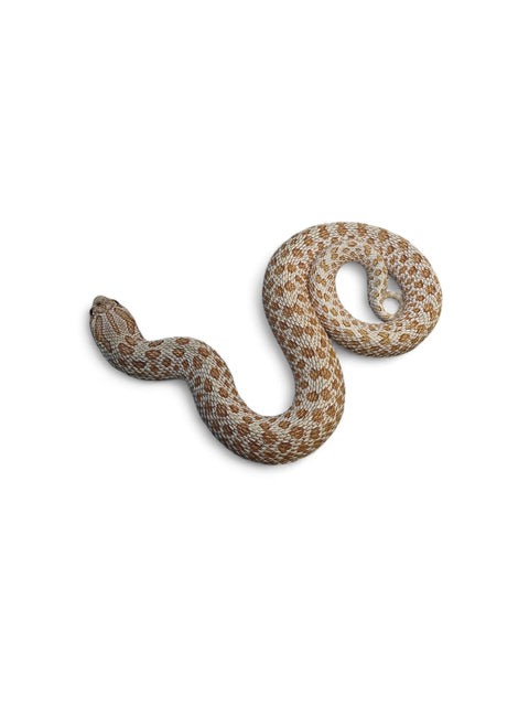 HOGNOSE, ALBINO ARCTIC