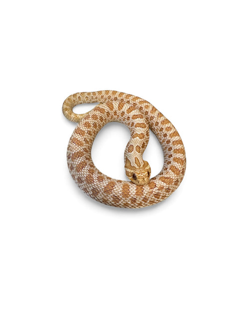 HOGNOSE, ALBINO ARCTIC