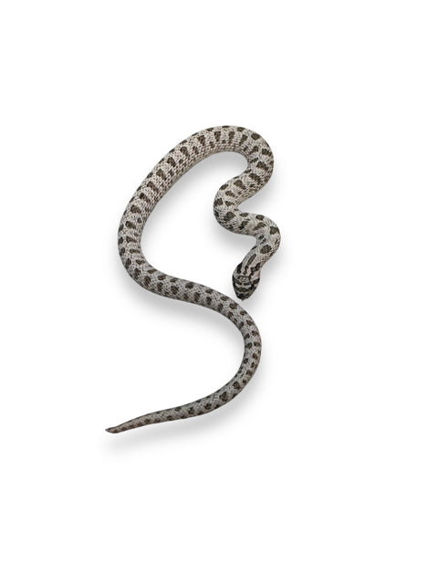 HOGNOSE, SUPER ARCTIC