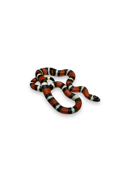 MILK SNAKE, HYBRID PUEBLAN X NELSON'S