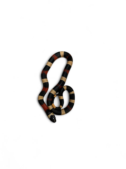 MILK SNAKE, APRICOT PUEBLAN