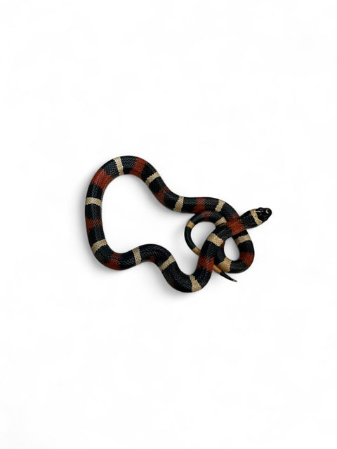 MILK SNAKE, APRICOT PUEBLAN