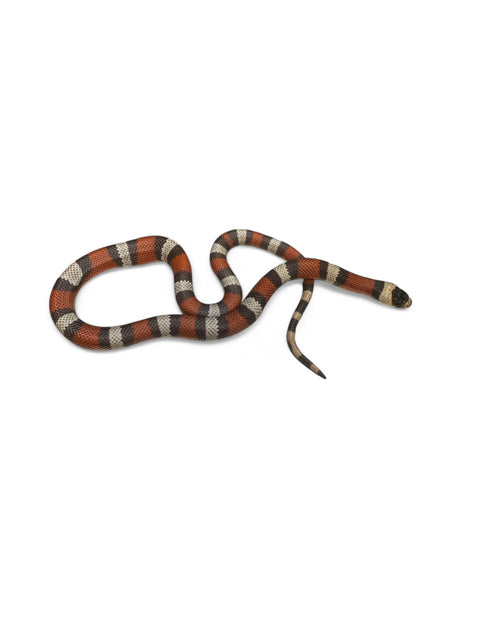 MILK SNAKE, HYPO HONDURAN