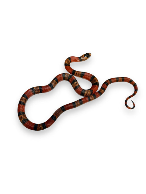 MILK SNAKE, TANGERINE HONDURAN