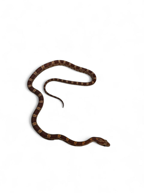 CORN SNAKE, HET PALMETTO