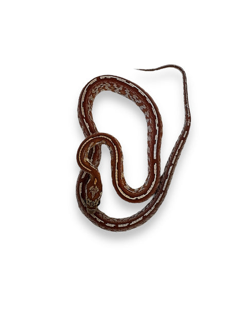 CORN SNAKE, TESSERA HET PALMETTO