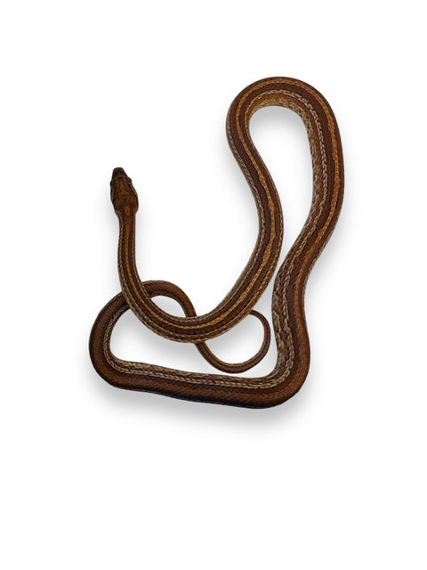 CORN SNAKE, TESSERA