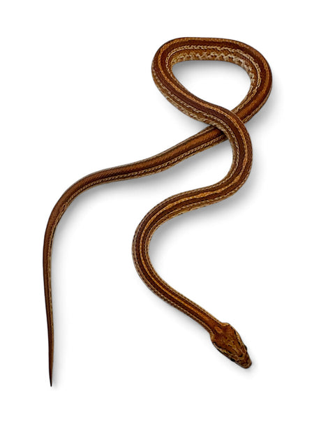 CORN SNAKE, TESSERA