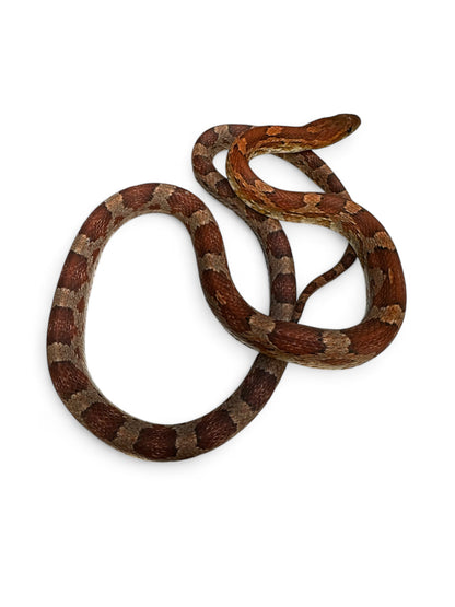 CORN SNAKE, NORMAL