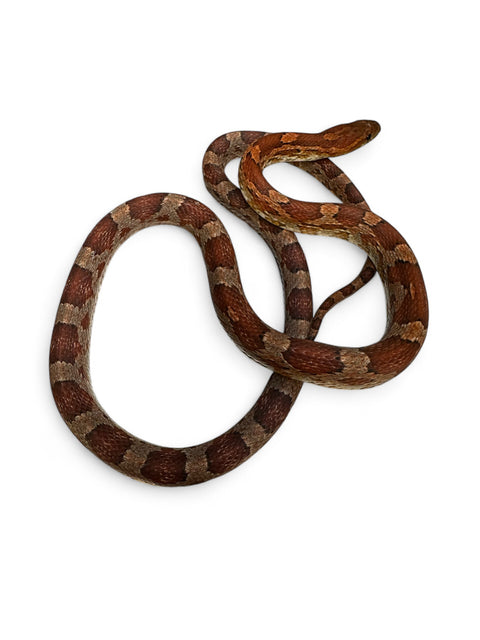 CORN SNAKE, NORMAL