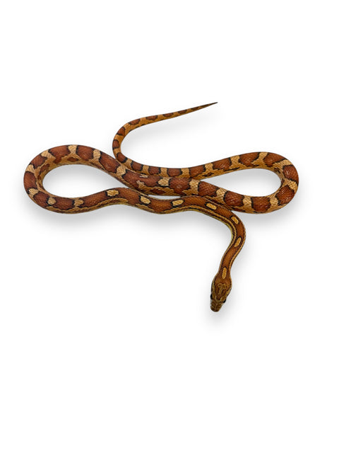 CORN SNAKE, NORMAL HET SCALELESS