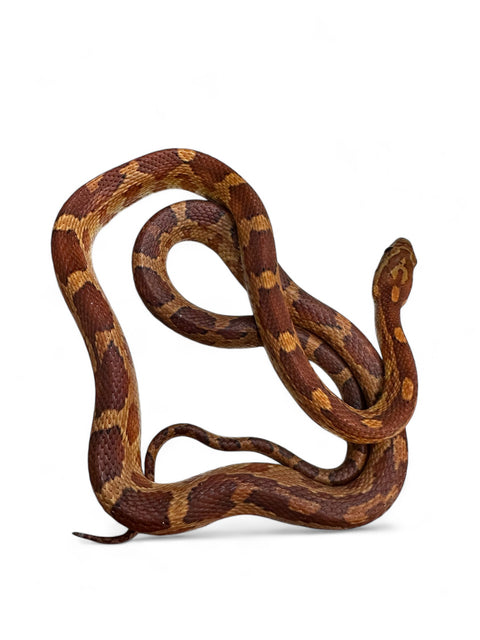 CORN SNAKE, HET SCALELESS ANERY DIFFUSED