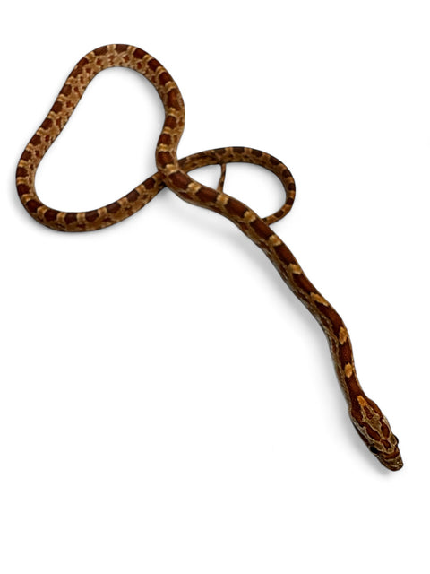 CORN SNAKE, HET SCALELESS DIFFUSED ANERY