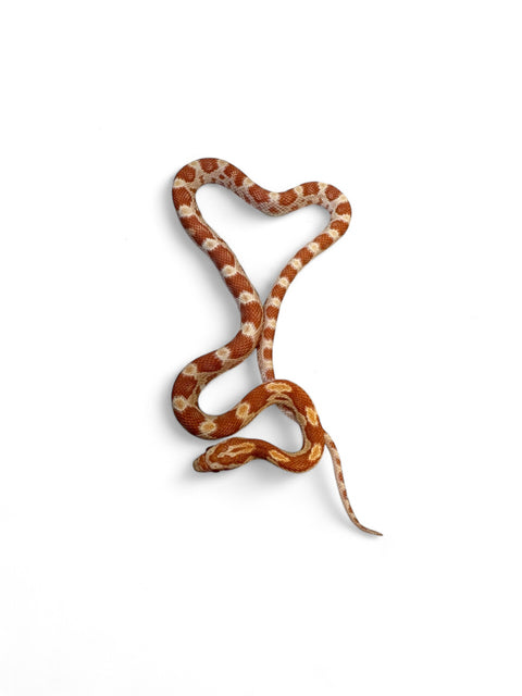 CORN SNAKE, CREAMSICLE