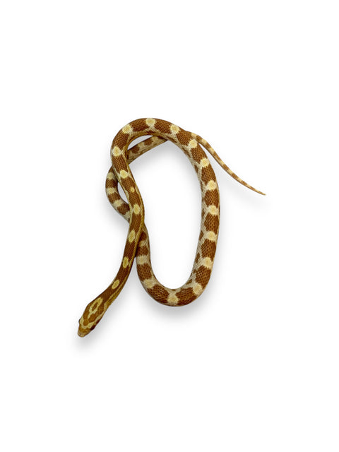 CORN SNAKE, BUTTER