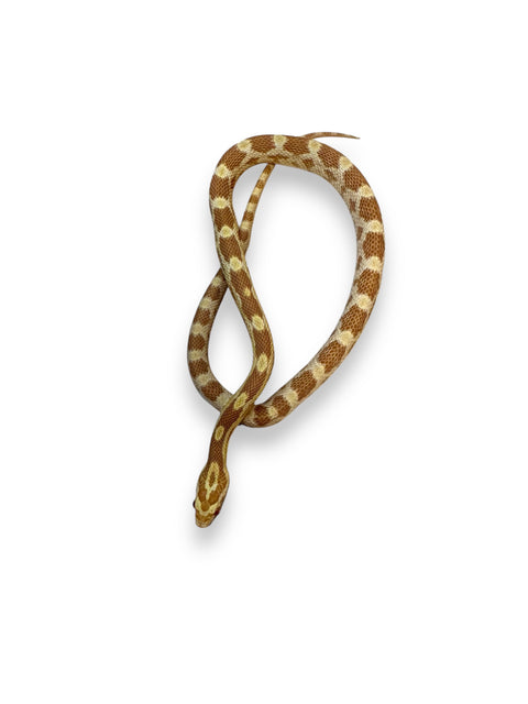 CORN SNAKE, BUTTER