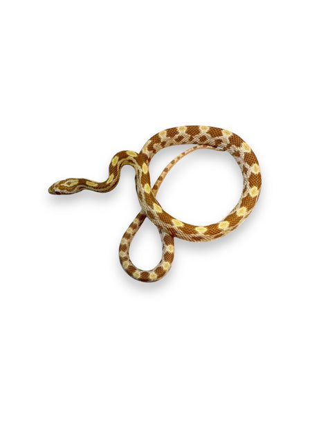 CORN SNAKE, BUTTER