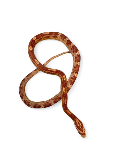 CORN SNAKE, AMEL HET MOTLEY