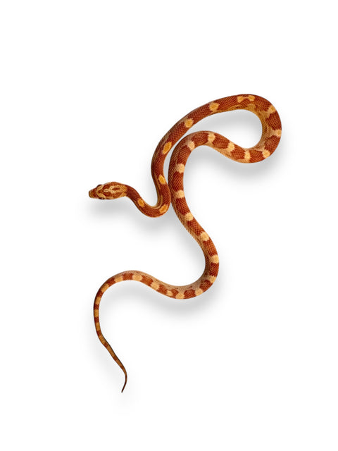 CORN SNAKE, ALBINO MOTLEY