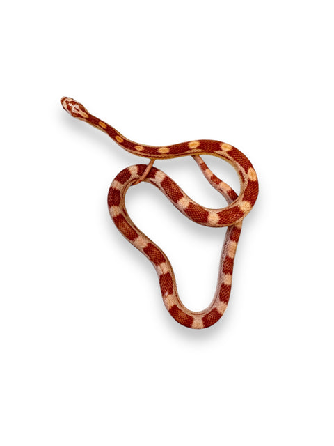 CORN SNAKE, ALBINO MOTLEY