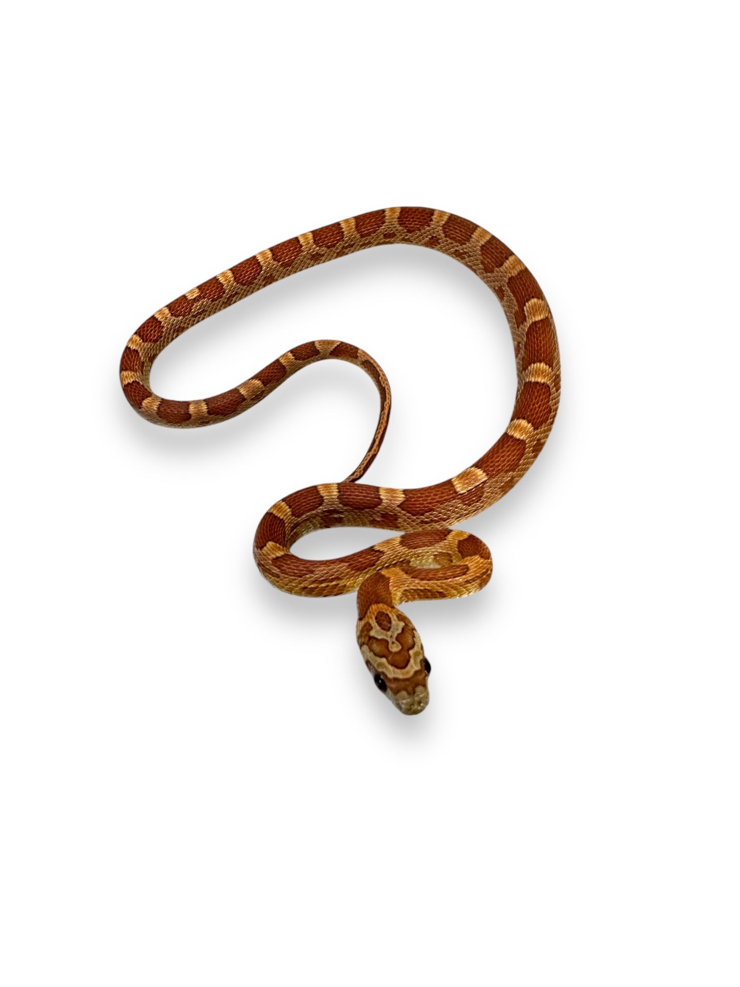 CORN SNAKE, SUNKISSED