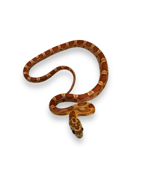 CORN SNAKE, SUNKISSED