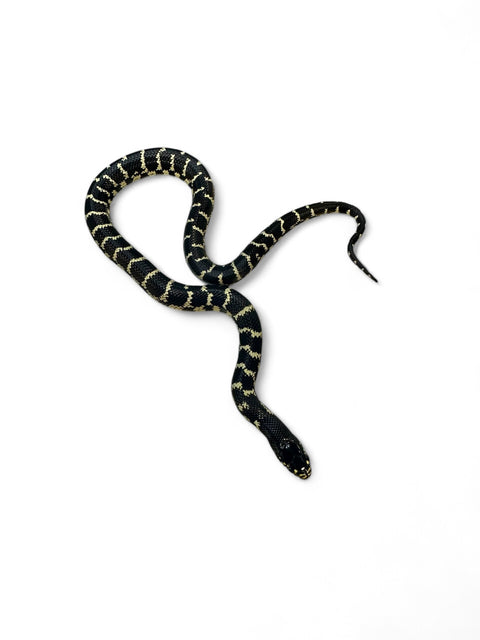 KING SNAKE, DESERT CROSS CALIFORNIA