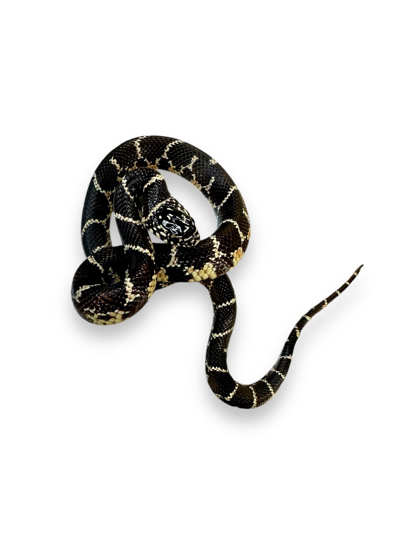 KING SNAKE, EASTERN