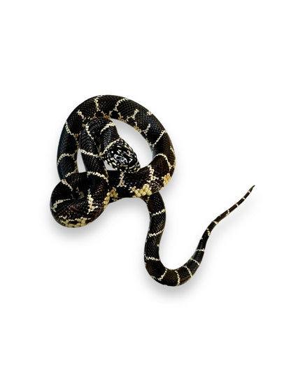 KING SNAKE, EASTERN