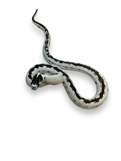 KING SNAKE, ICEY CALIFORNIA